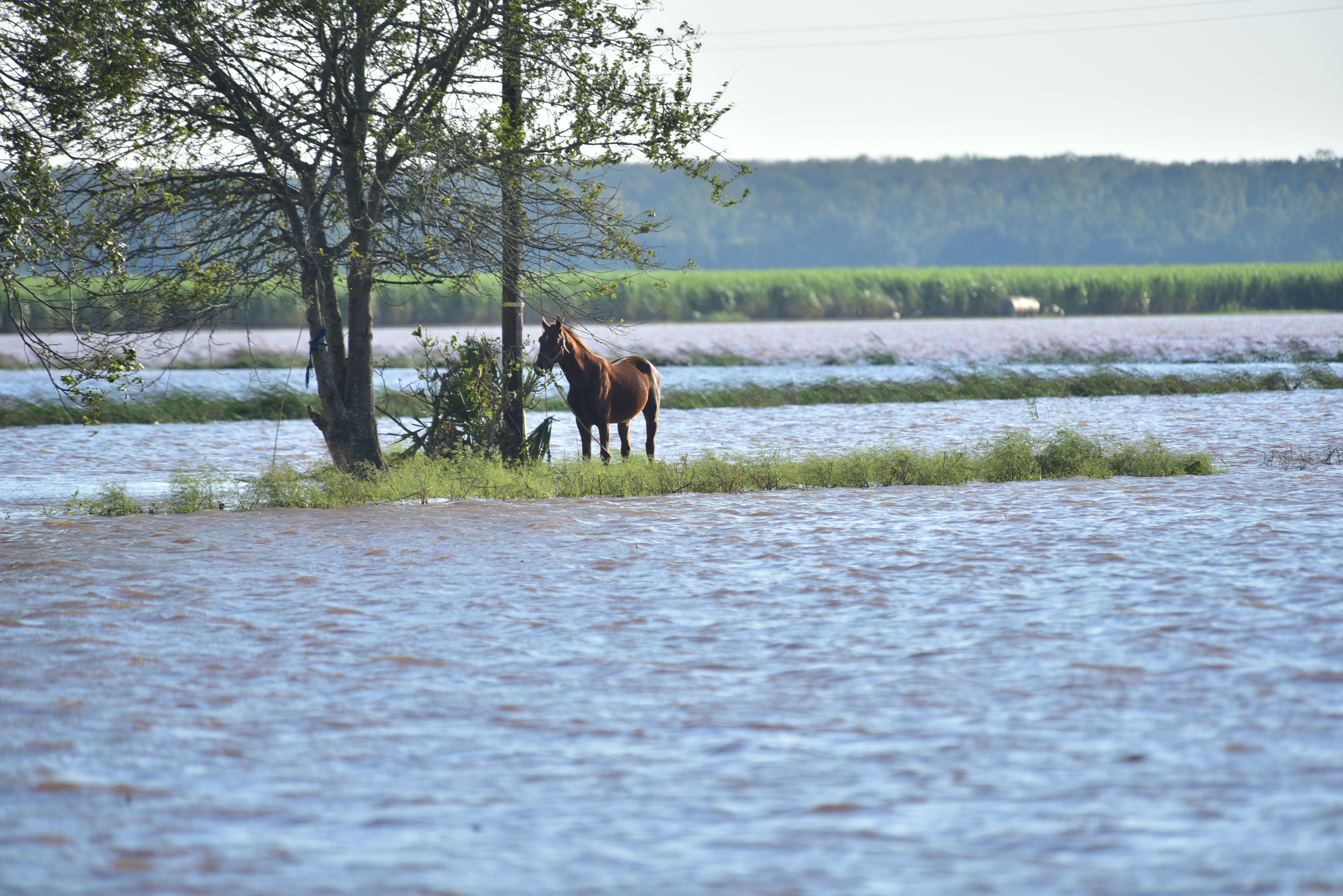 Stranded Horse surrounded by water